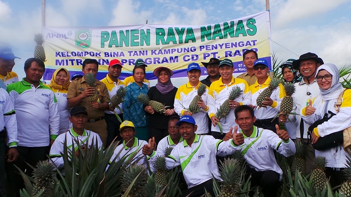 Dibantu RAPP, Syamsuar Optimis Desa di Siak Ini Jadi Sentra Buah Nanas