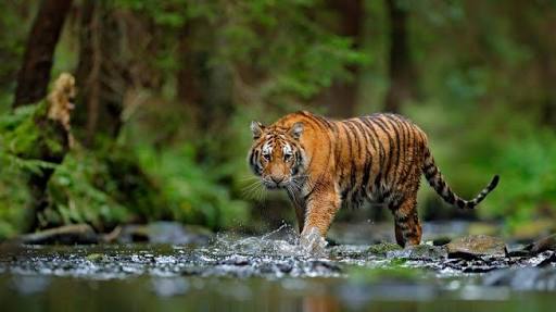 Download 9300 Koleksi Gambar Harimau Turun Gunung Terbaik HD