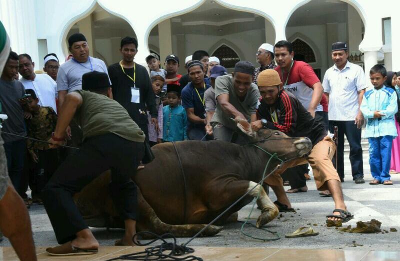 Hari Raya Idul Adha, Pemkab Bengkalis Sembelih 37 Sapi dan 15 Kambing