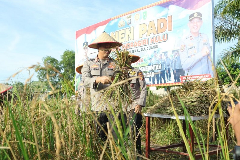 Dukung Ketahanan Pangan, Polres Inhu Panen 1.500 Kg Padi Sanapi di Kuala Cenaku
