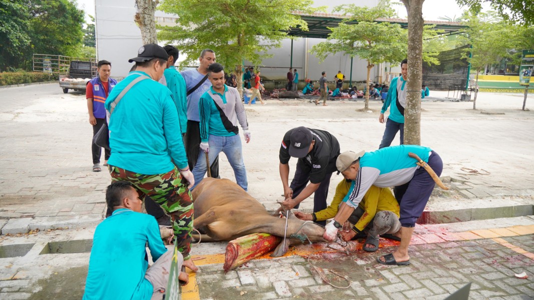 UMRI Lakukan Penyembelihan Hewan Qurban, Wujudkan Semangat Berbagi dan Tebar Kepedulian