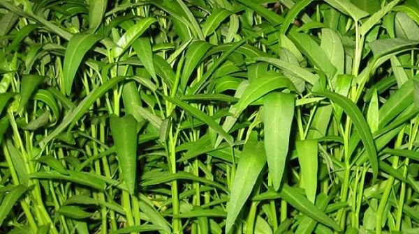 Banyak Yang Belum Tahu, Ternyata Kangkung  Baik untuk Kecantikan dan Mencegah Sejumlah Penyakit Berat Ini...
