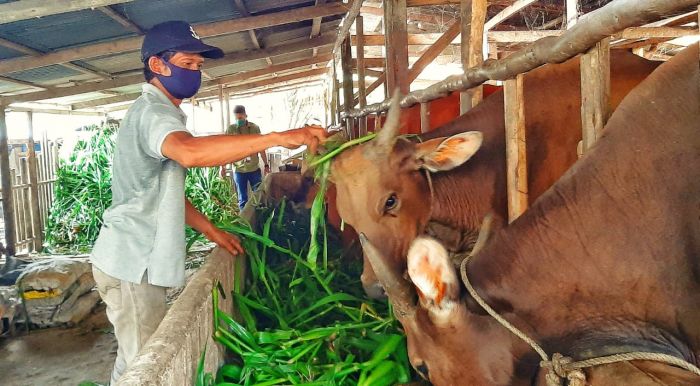 Peternak Sapi Binaan RAPP di Pelalawan Tetap Untung di Tengah Pandemi