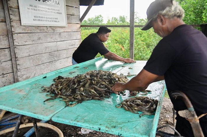 Budidaya Udang Vaname Jadi Potensi Investasi Menjanjikan di Dumai
