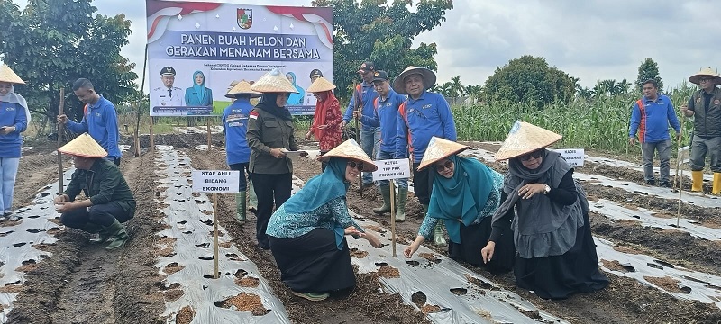 Ketua TP PKK Pekanbaru Panen Melon di siCantig