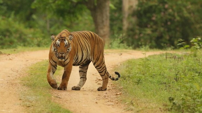 GAWAT...Tak Hanya Jadi 'Buruan' BKSDA, Pemburu Liar Juga Incar Harimau Pemangsa Karyawati di Riau