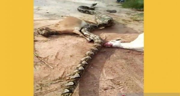 Piton Raksasa 6 Meter Lilit Mati 3 Ekor Kambing, Pemiliknya Panik,''Tolong...Satu udah Dia Makan...''