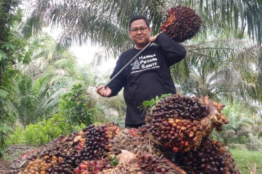 Harga TBS Kelapa Sawit Mitra Swadaya Riau Naik......