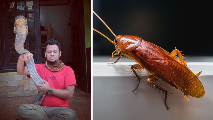 Bikin Ngakak! Panji Petualang Ternyata Beraninya Cuma Sama Ular Kobra, Sama Kecoa Malah Takut