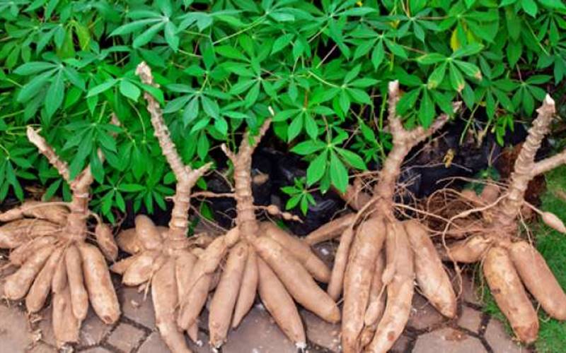 Pemprov Riau Ajak Masyarakat Kerjasama Bangun Pabrik Pengolahan Ubi Kayu, Caranya?