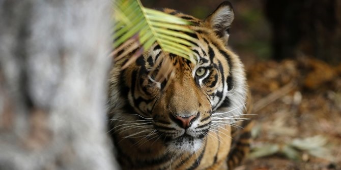 Mengenaskan, Harimau Mengamuk di Pemukiman, Tubuh Warga Lahat  Tersisa Tulang Belulang