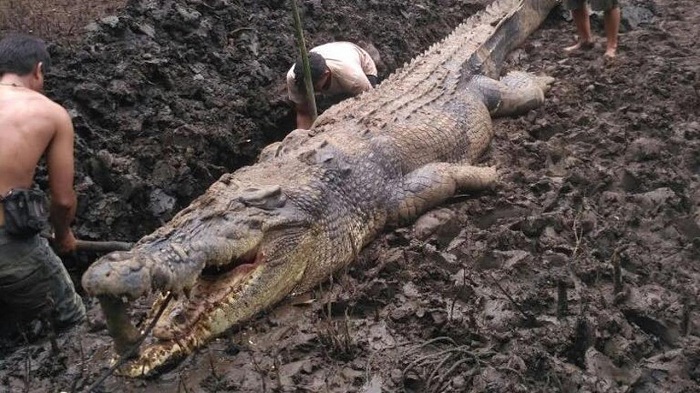 Usai Mangsa Nelayan Pencari Udang, Tiba-tiba Saja Buaya Besar Ini Mati, Ini Penampakannya