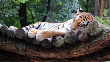 Kasus Pertama, Seekor Harimau Positif Terinfeksi Virus Corona