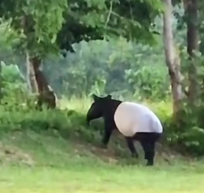Tapir Berukuran Besar Muncul di Flying Squad TNTN