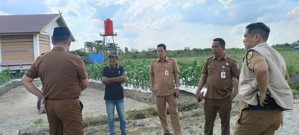 Kadis Ketahanan Pangan Pekanbaru Tinjau Lahan Si Cantig dan Petani Muda Riau