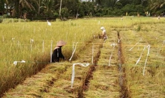 Anggota DPRD Kuansing Minta APBD 2023 Pro Sektor Pertanian, Program Padat Karya dan Perlindungan Sosial