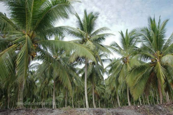 Nilai Tukar Petani Riau Naik Jadi 151,26