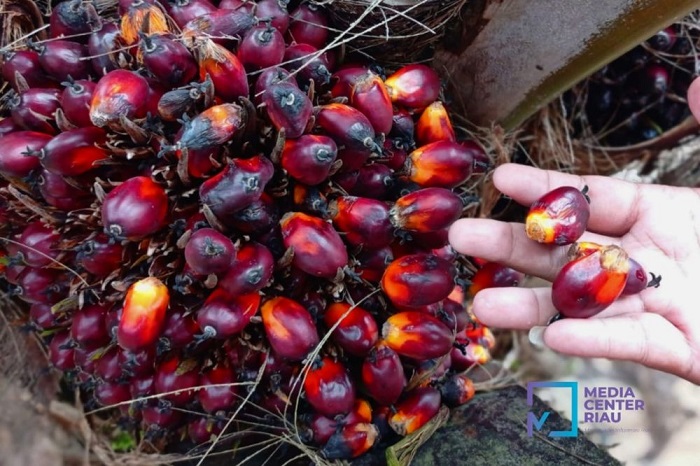 Harga TBS Kelapa Sawit Kemitraan Plasma Provinsi Riau Periode 10 - 16 Desember 2O25