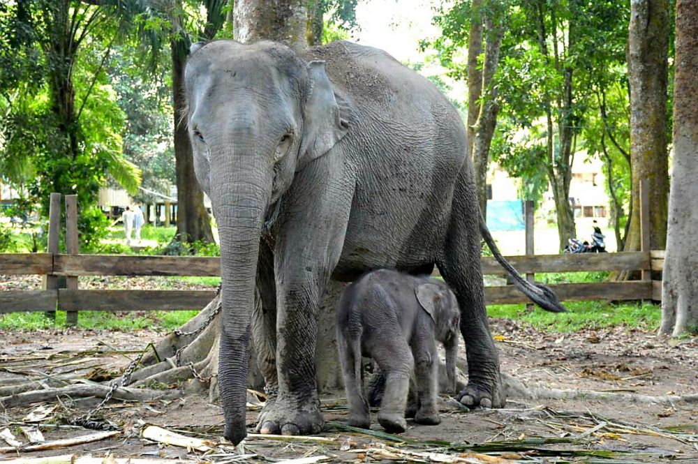 Diberi Nama Damar, Ini Penampakan  Bayi Gajah Jantan yang Baru Lahir di TWA Buluh Cina