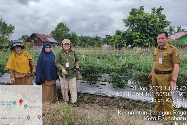 Pekanbaru Terima Bantuan 10 Hektar Bibit Cabai dan Bawang Merah dari Pemerintah Pusat