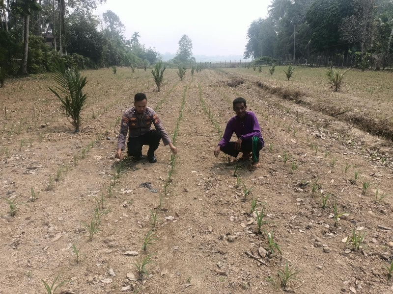 Polsek Kuantan Mudik Cek Tanaman Jagung Pipil Dukung Swasembada Pangan 2026
