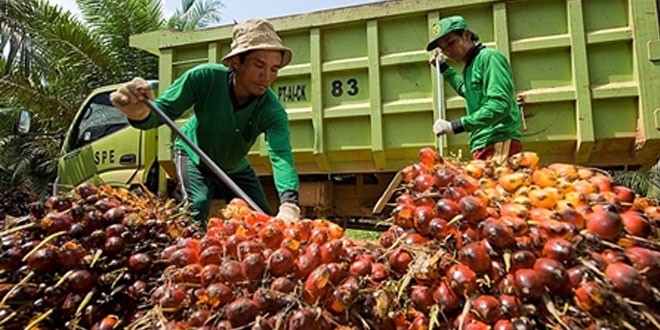Turun, Harga Sawit Pekan Ini Rp1.402,95 per Kilogram