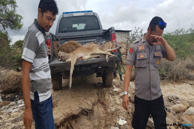 100  Rusa dan 4 Kerbau Mati Dibunuh Pemburu, Saat Ditangkap Malah Coba Suap Petugas Rp 20 Juta