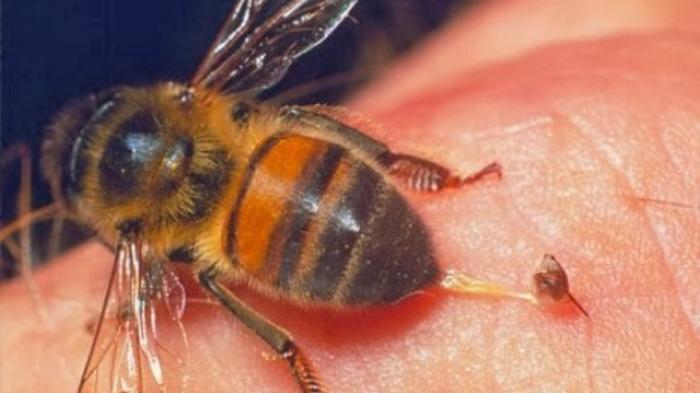Nahas, Mandor Perkebunan di PTPN VIII Tewas Disengat Kawanan Lebah