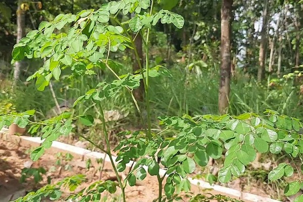 Awalnya Sempat Dianggap Gila, Pria Ini Hasilkan Rp4 Miliar  Setahun Hanya Menjual Produk  Daun Kelor