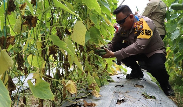 Kapolres Inhu Panen Raya Komoditas Pertanian di Talang Jerinjing