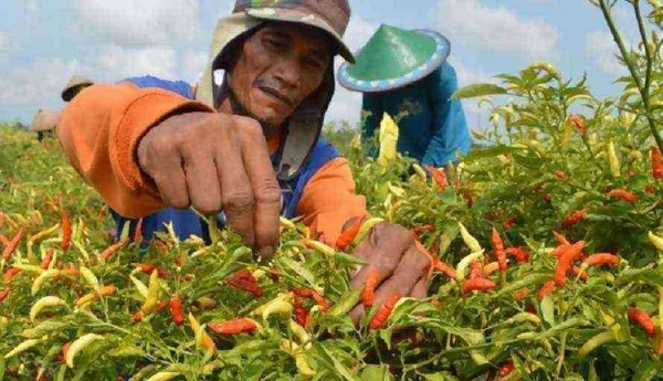 KAYA MENDADAK, Harga Cabai Selangit, Petani Desa Mojokerto Borong 50 Motor, Avanza, dan Bangun Rumah