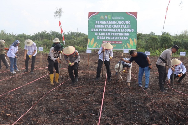 Pemkab dan Polres  Inhil Tanam Jagung Serentak di Pulau Palas
