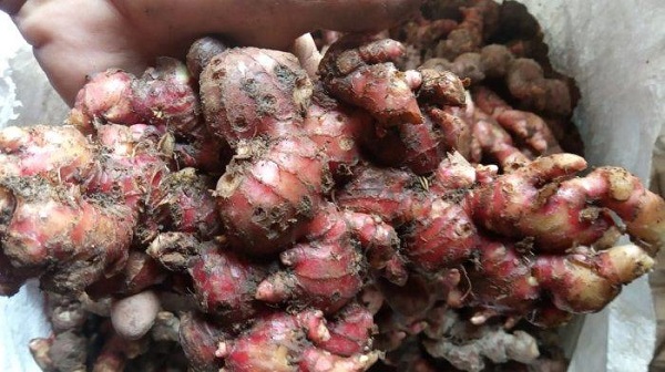 Bila Punya Niat Bisnis, Tanamlah Jahe Merah, Harganya Tembus Rp100.000 Per Kilogram