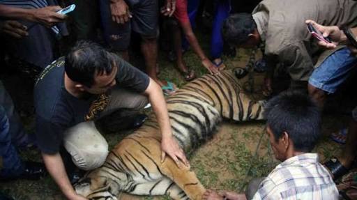 Harimau Bunting Mati Kena Jerat, Penahanan Tersangka Diperpanjang