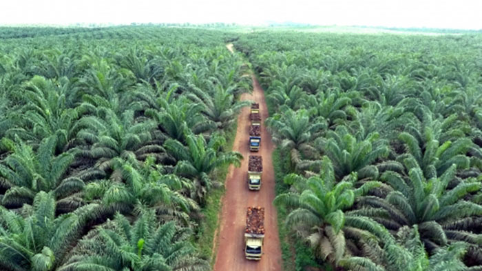 Pekan Pertama Puasa, Harga TBS Kelapa Sawit di Riau Turun Rp21,51 per Kilogram