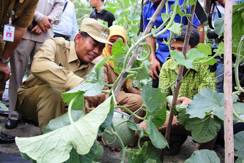 Wako Dorong Petani Pekanbaru Tanam Melon