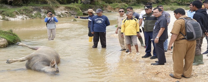 Puluhan Kerbau Mati di Kuansing, Suhardiman Beri Perintah Ini...