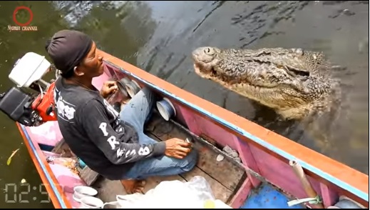 VIDEO  MENGERIKAN! Apa yang akan Kamu Lakukan Bila  Dihampiri Buaya Raksasa Seperti Ini di Sungai?