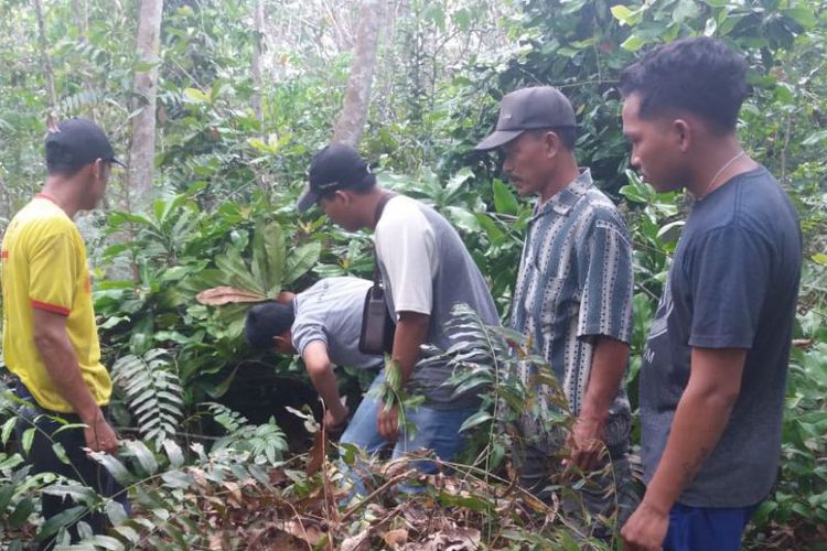 Warga Rengat Barat Dihebohkan dengan Kemunculan Harimau Sumatera dan Dua Anaknya di Kebun Karet