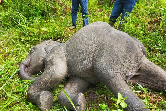 Anak Gajah Di PLG Minas Mati, Diduga Akibat Virus