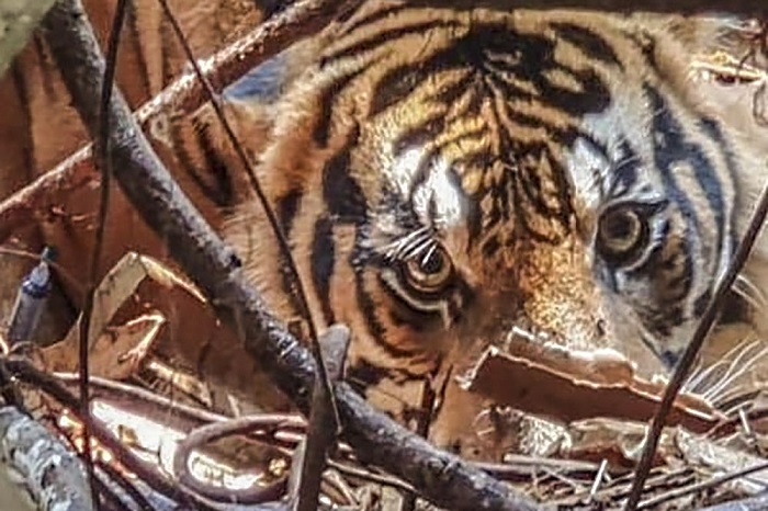 Heboh, Penampakan Tiga Harimau Sumatera di Desa Penghidupan Kampar
