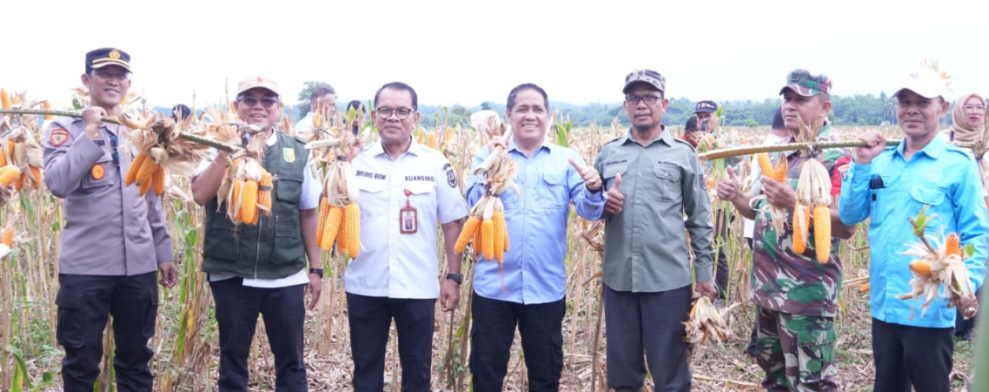 Panen Raya Jagung Pipil di Kampung Tengah, Pemkab Kuansing Dorong Pemberdayaan BUMDes dan Petani Desa