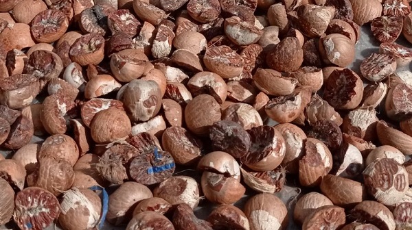 Turun, Harga Pinang Kering Rp12.243 Per Kilogram