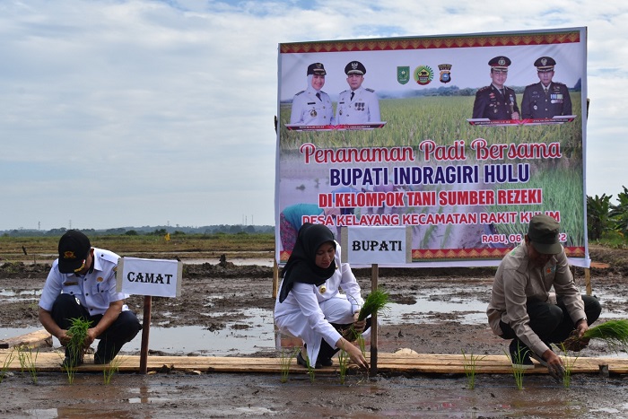 Bupati Inhu Tanam Padi dan Tabur Benih Nila di Desa Kelayang dan Kuantan Tenang