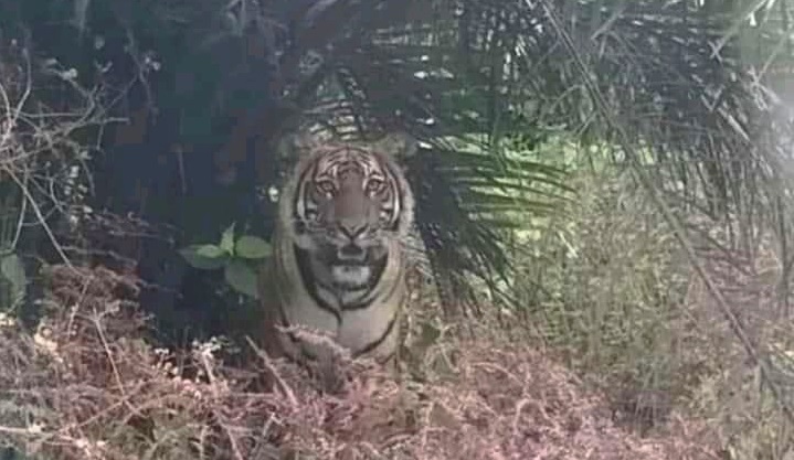 Desa Tasik Tebing Serai Bengkalis Kembali Mencekam, Harimau Mondar Mandir Cari Mangsa di Kebun Sawit