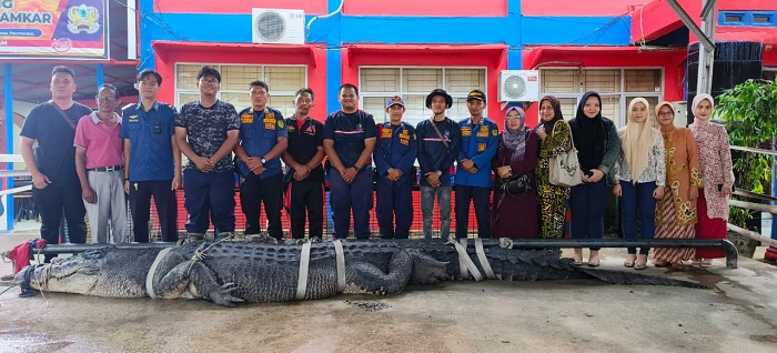 BUaya Monster di Reteh Dievakuasi ke Tembilahan