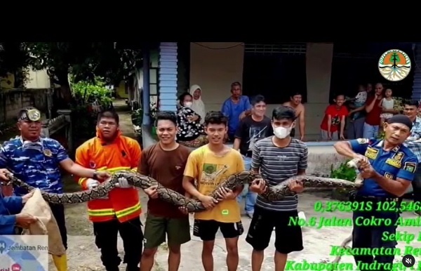 BBKSDA Riau Lakukan Pelepasliaran Piton Dewasa Yang Ditangkap di Sekip Hulu