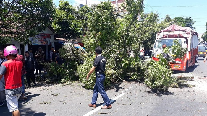 MALANG...Tak Ada Angin Tak Ada Hujan, 2 Siswi SMA Tewas Tertimpa Pohon Tumbang