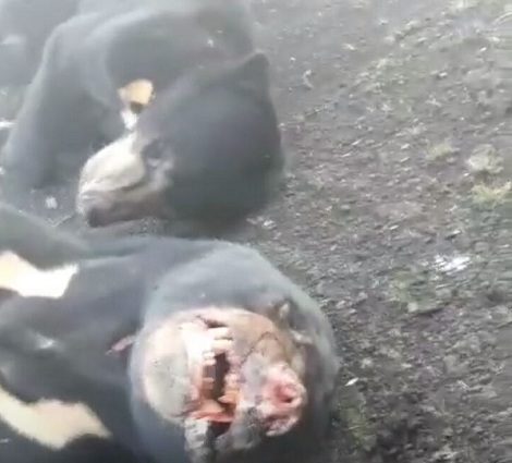 SADIS, 4 Beruang Madu di Riau Digorok dan Kematiannya  Dipertontonkan di Medsos