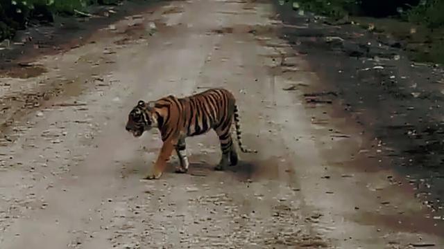 WAH GAWAT...Setelah Inhil, Kini Warga Lirik-Inhu Diresahkan dengan Kemunculan Harimau Sumatera